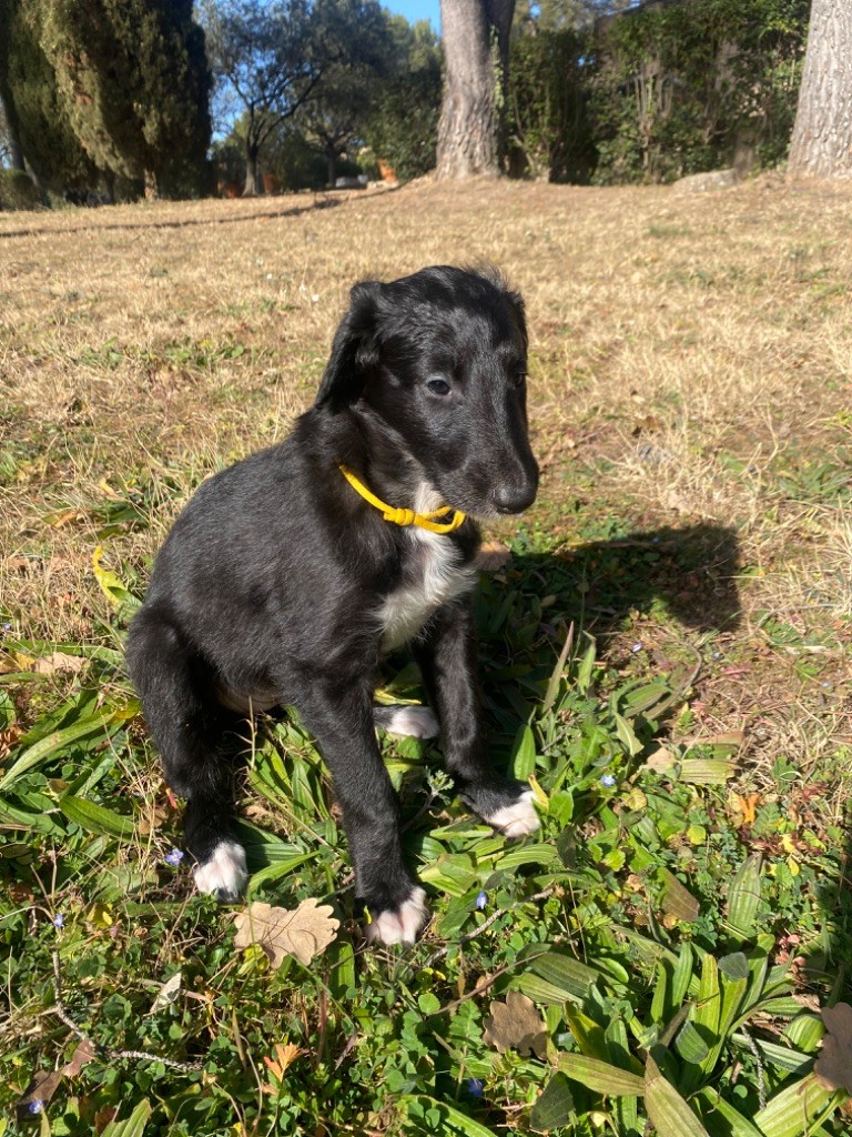 Alexandrova Svora - Chiot disponible  - Barzoi