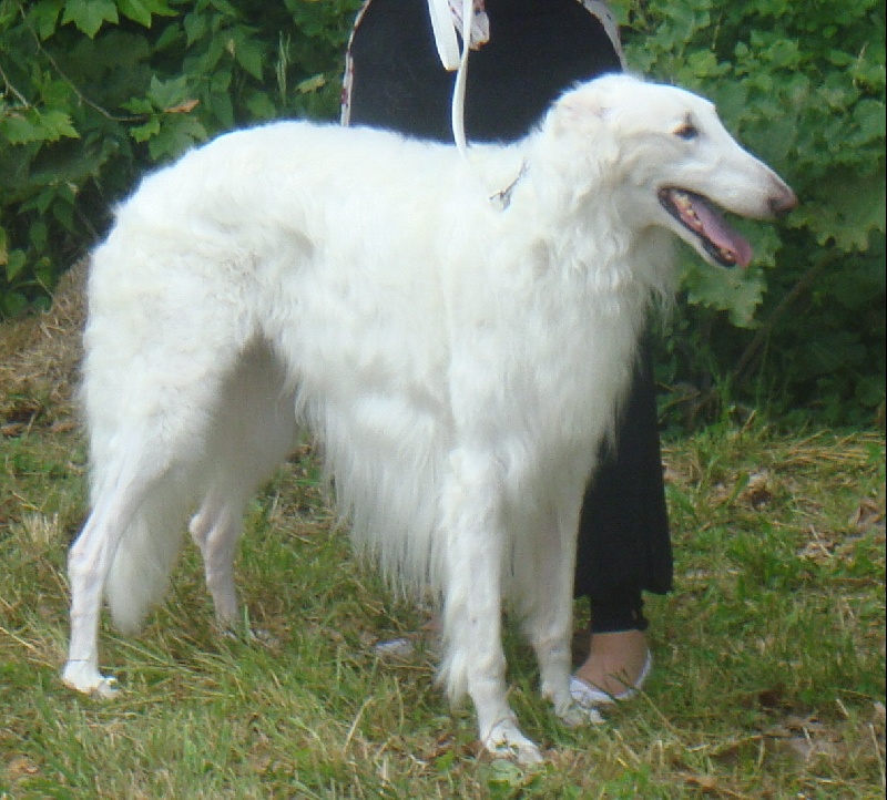Voynich dit volkoff du domaine de la fleur des champs