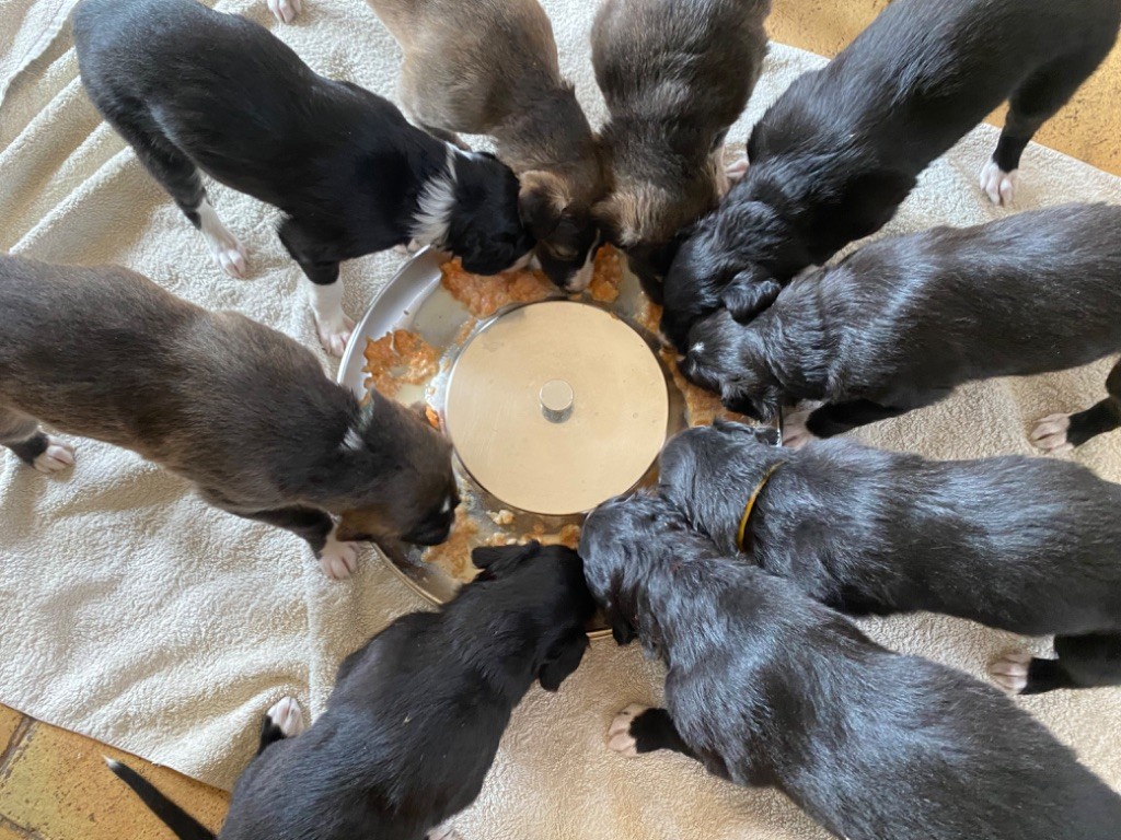 Chiot Barzoi Alexandrova Svora