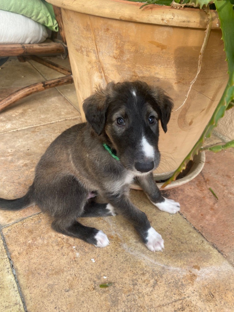 Alexandrova Svora - Chiots disponibles - Barzoi